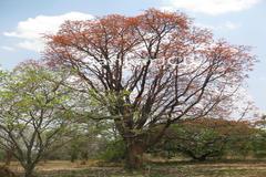 Terminalia bellirica